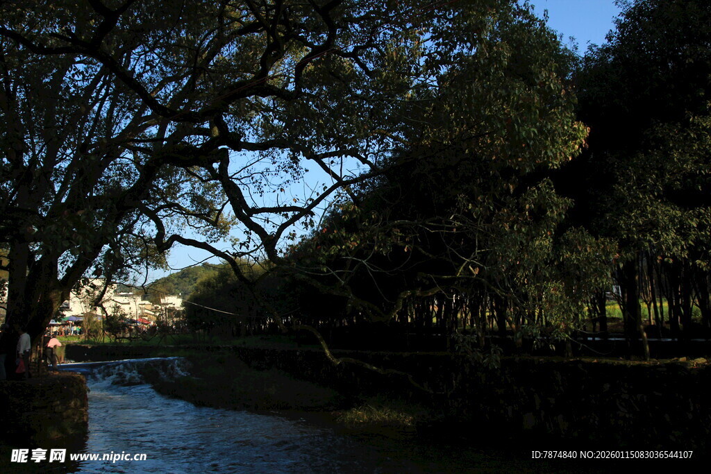 河畔绿树成荫的静谧风光