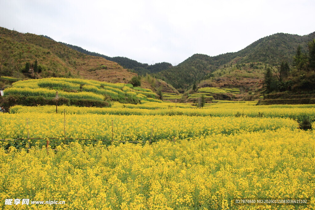 金黄油菜田与远山美景