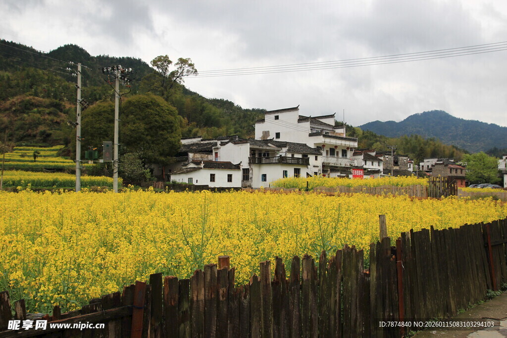 田园油菜花与白墙民居