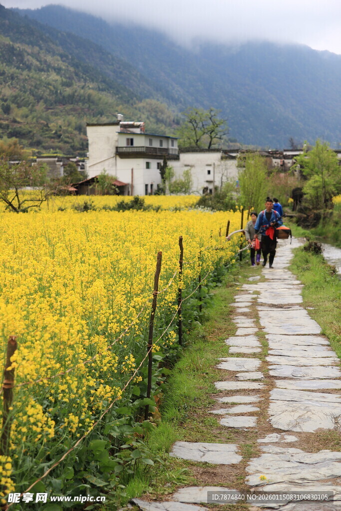 春日乡间石板路旁油菜花田