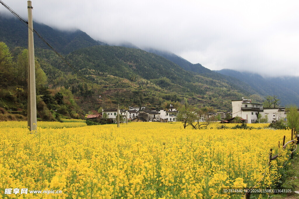 山间油菜花海村落美景
