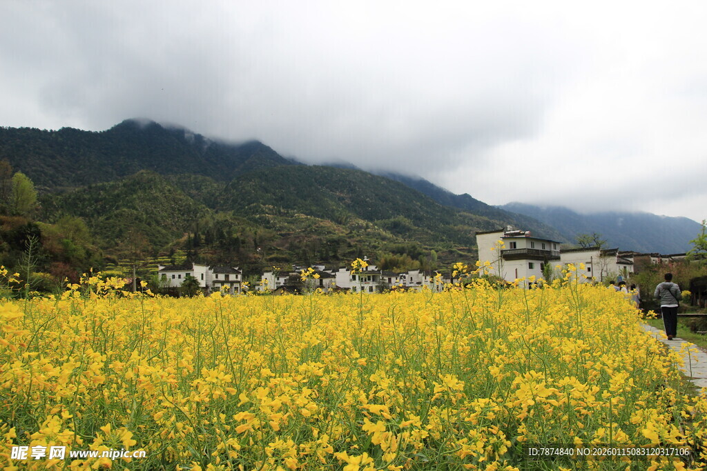 金黄油菜花田与远山美景