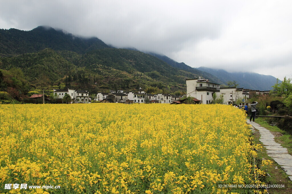 金黄油菜花田与远山村落