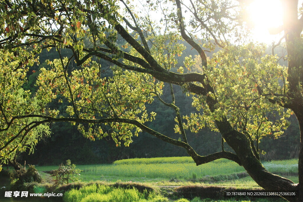 阳光洒落的绿意盎然树林