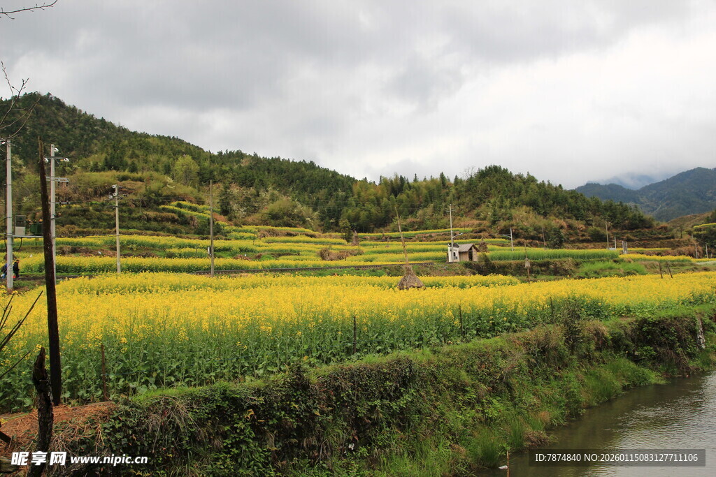乡村田园风光 金黄稻田美景