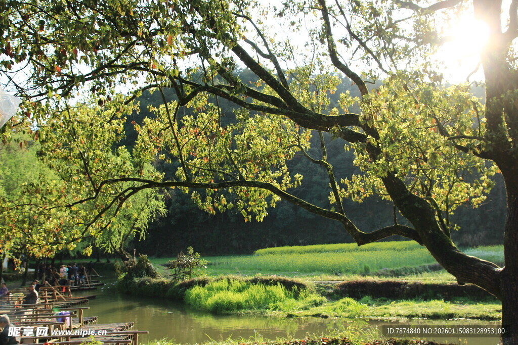 阳光照耀下的田园风光