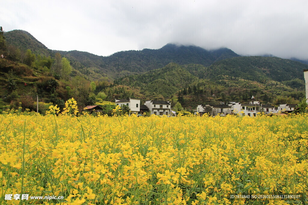 山间油菜花海美景