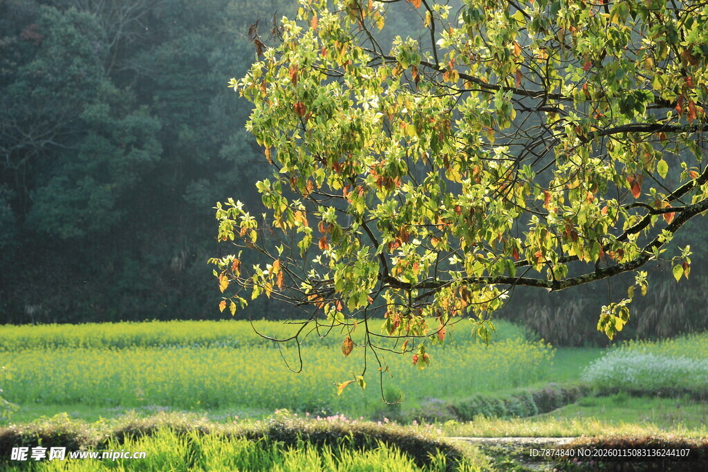 秋日田野旁的葱郁树木