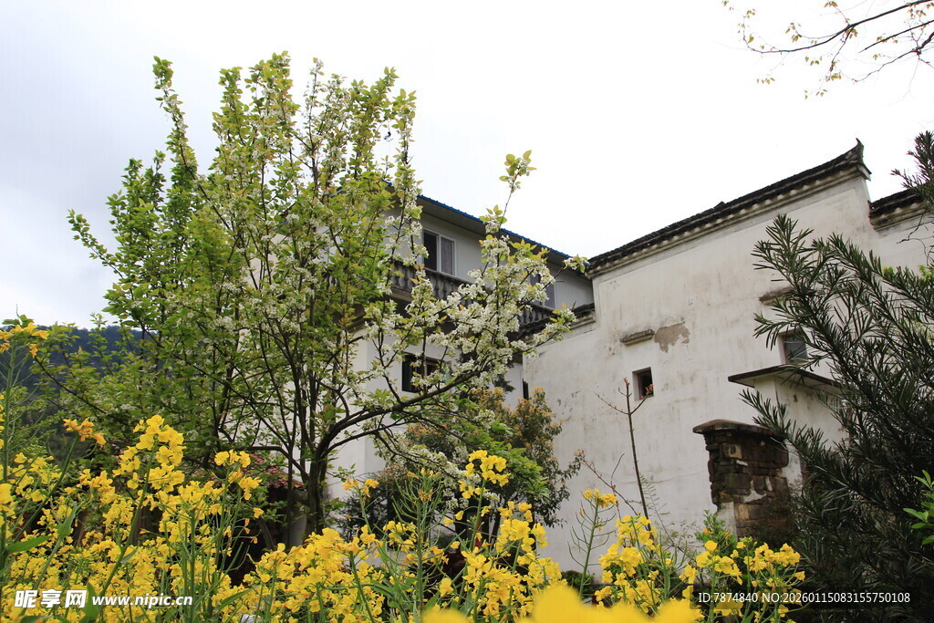 白墙旁繁花绿树的景致