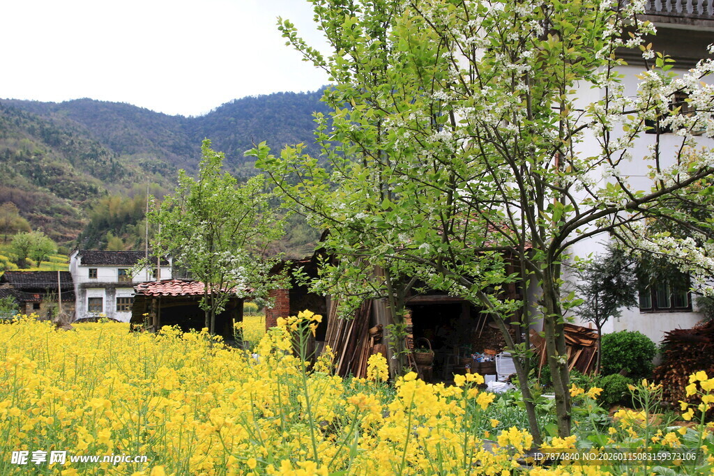 春日田园烂漫风光