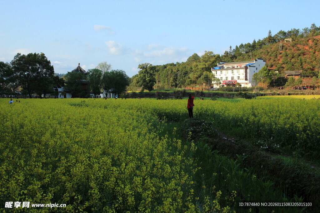 田园风光中的静谧农舍