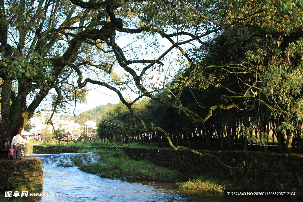 河畔古树成荫的静谧风光