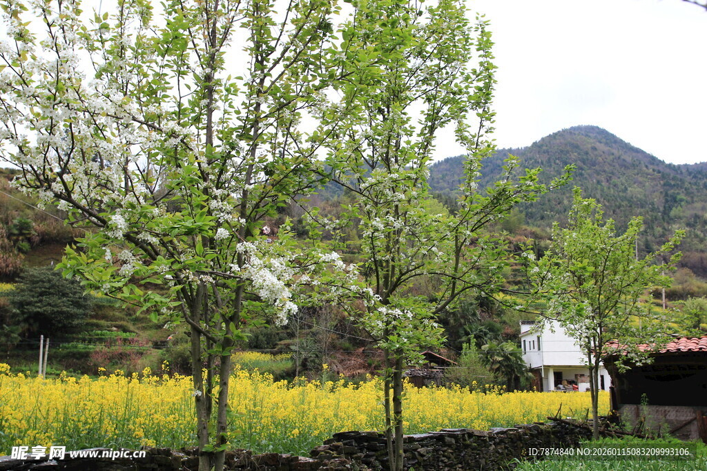 春日山间田园美景