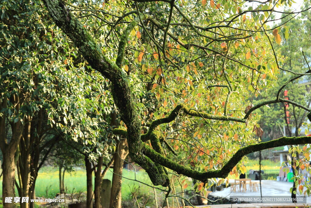 林间蜿蜒树枝下的清幽小径