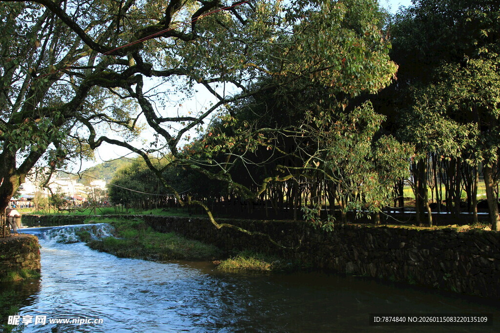 河畔绿树成荫的静谧风光