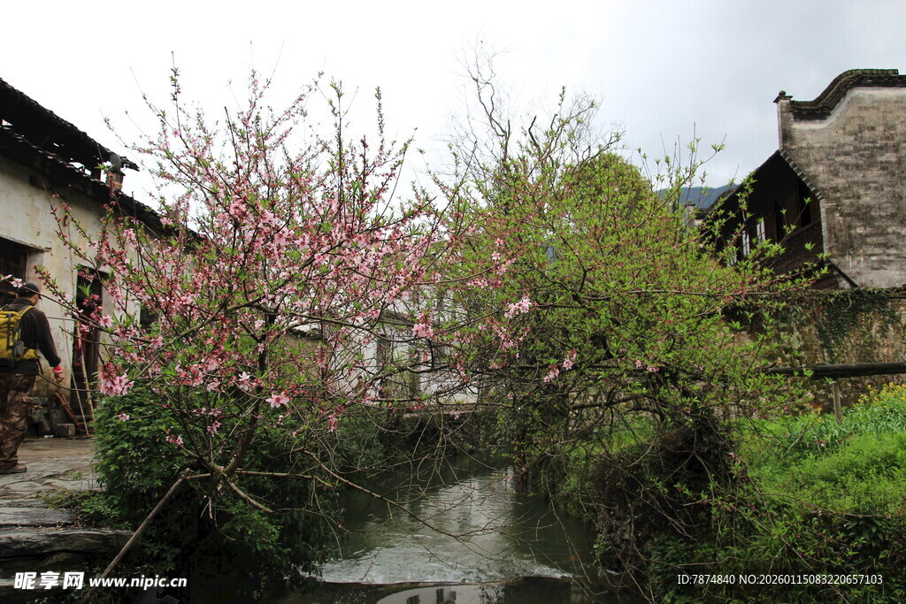 江南水乡春日烂漫景致