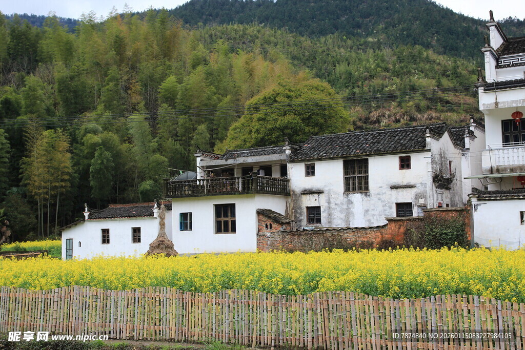 白墙黑瓦旁的金黄油菜花田