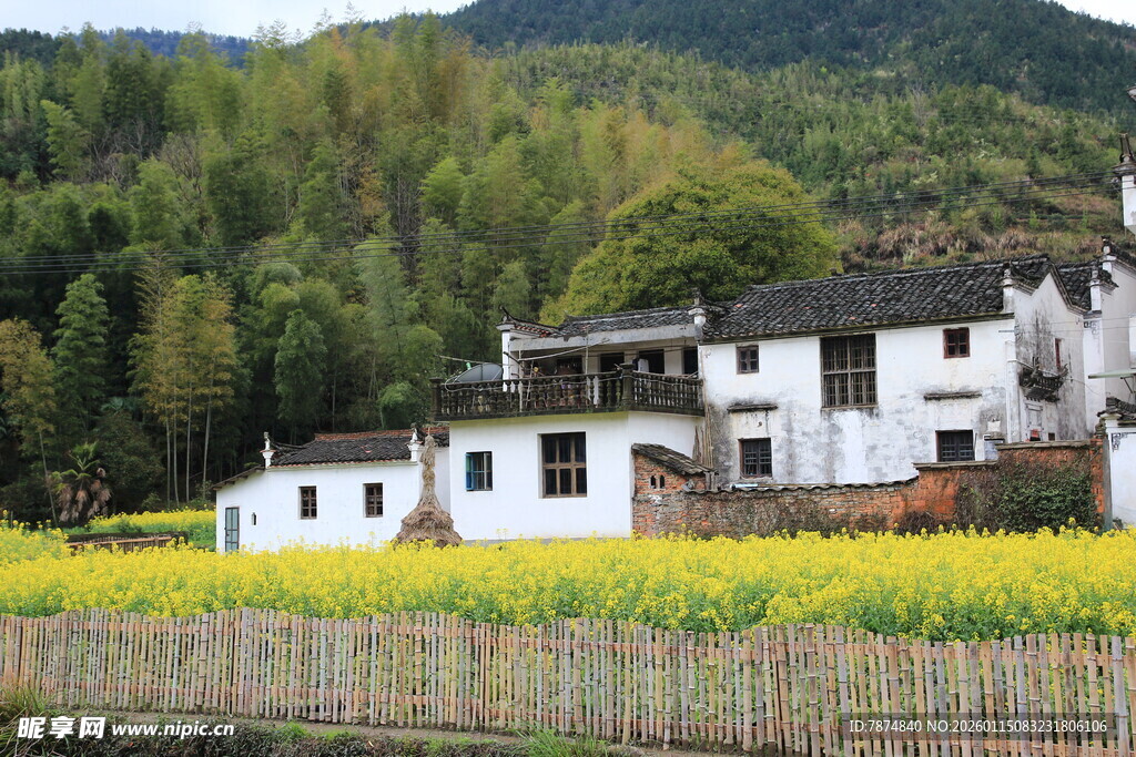 田园白屋旁的灿烂油菜花田