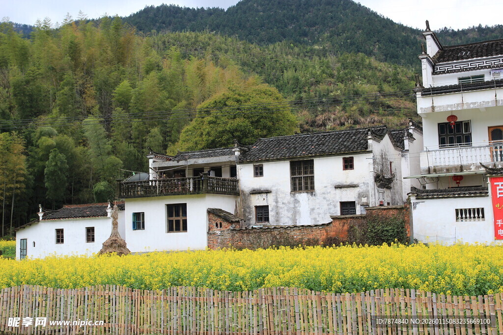 白墙黛瓦旁的金黄油菜花田