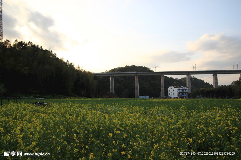田野上的桥梁与烂漫花海