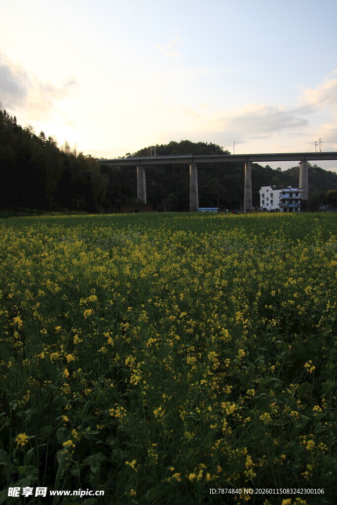 夕阳下的金黄花田与桥梁