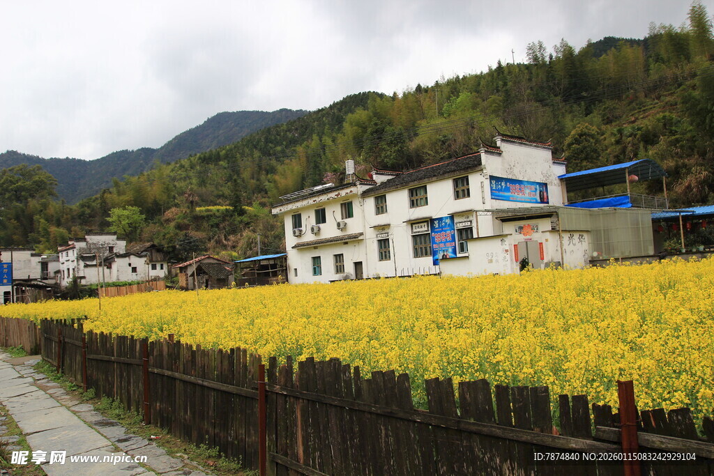 乡村油菜田旁的民居风光