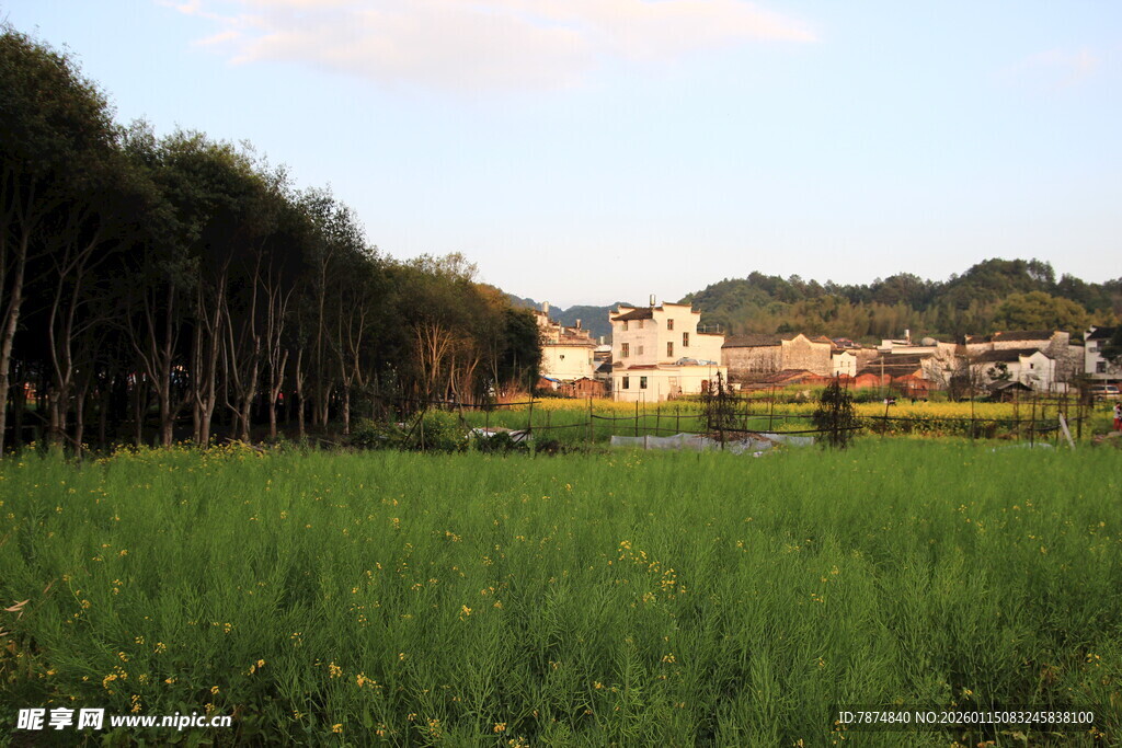 田野风光 远处村落与树林