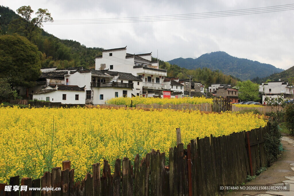 田园村落油菜花美景