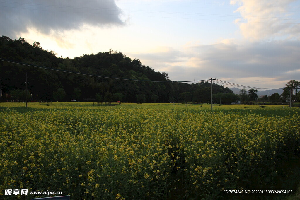 夕阳下的金黄油菜花田