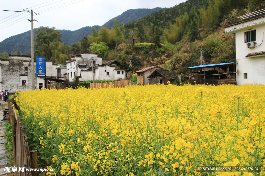 金黄油菜田旁的乡村景致