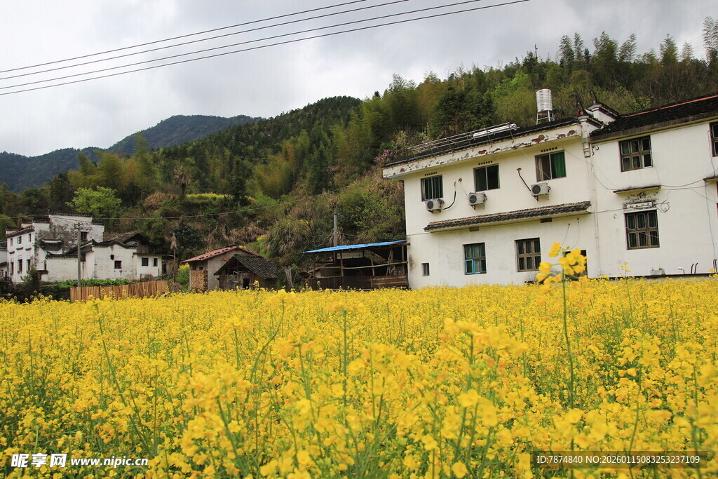 春日乡村油菜花海美景