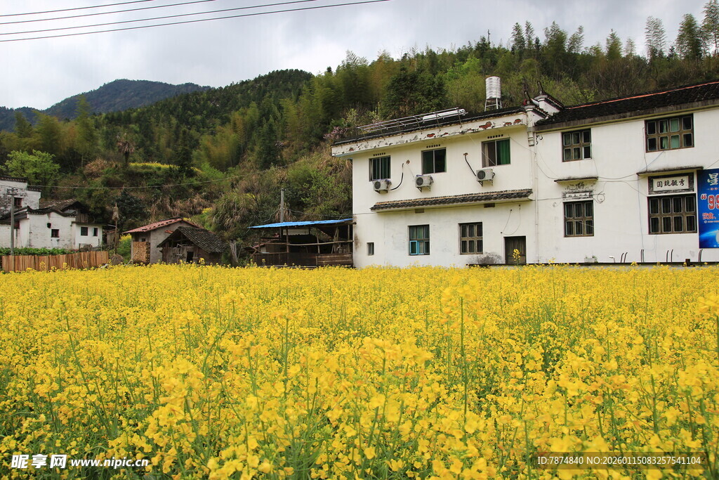 田园白屋旁的灿烂油菜花田