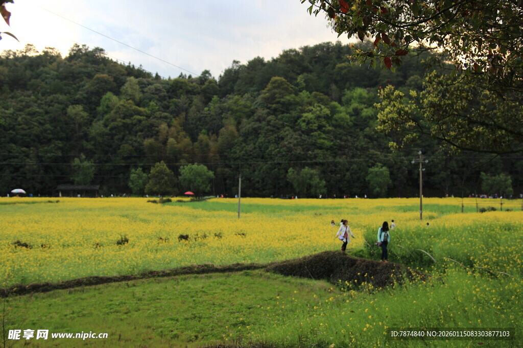 田园风光中的漫步身影