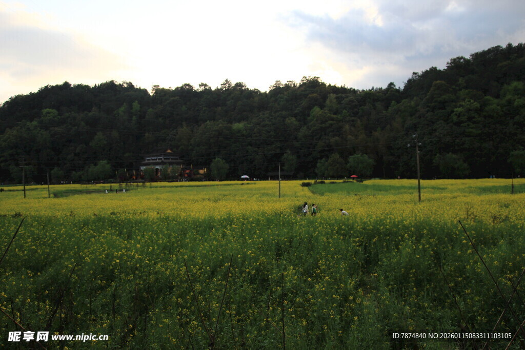 田野风光 黄绿相间美景