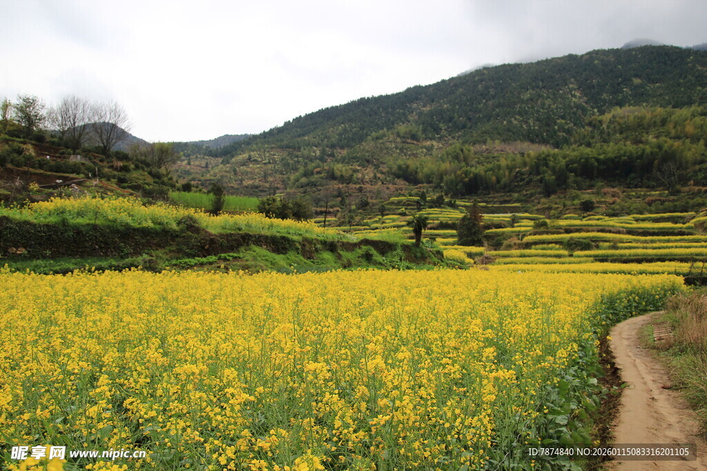 春日油菜田中的乡间小路