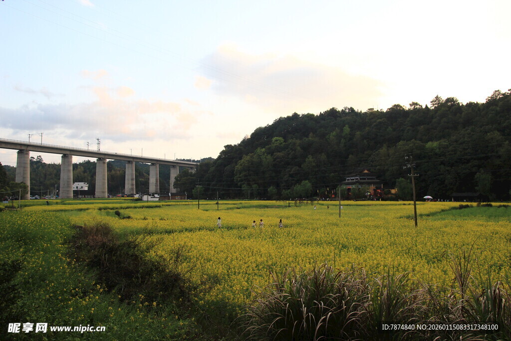 田野上的高架桥风景