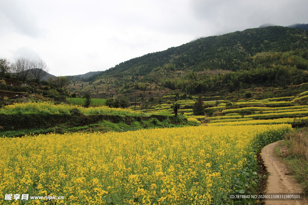 山间油菜田 小径通幽处