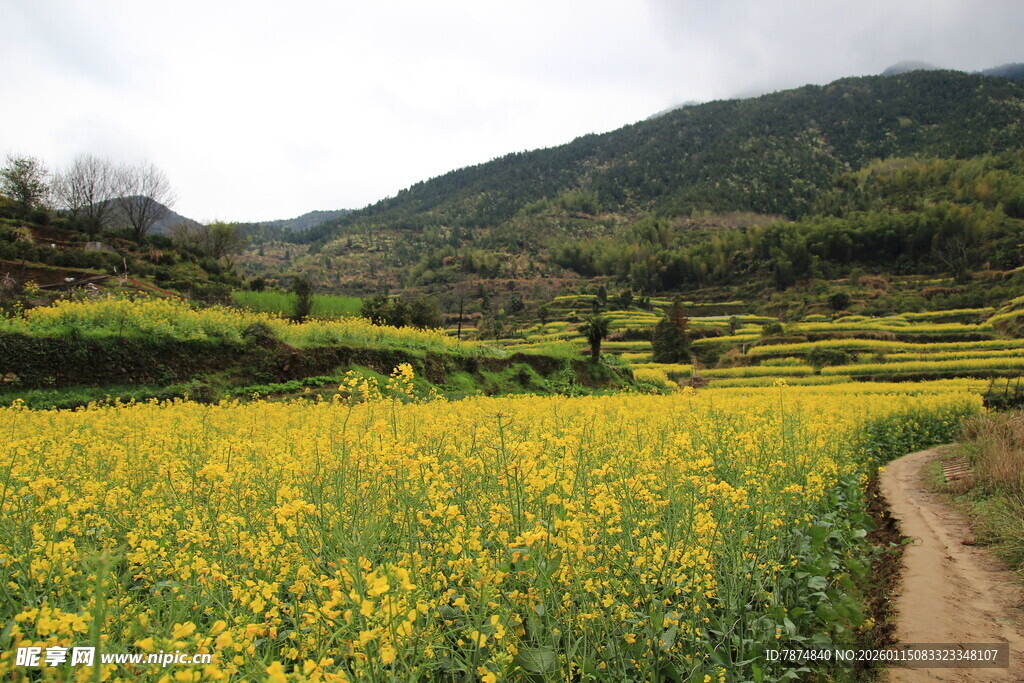 春日田野油菜花小径风光