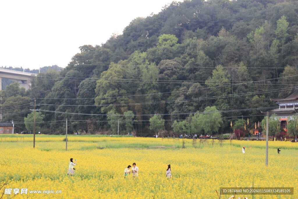 金黄花田中的休闲人群