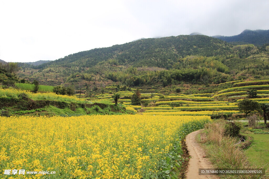 山间油菜花海田园风光