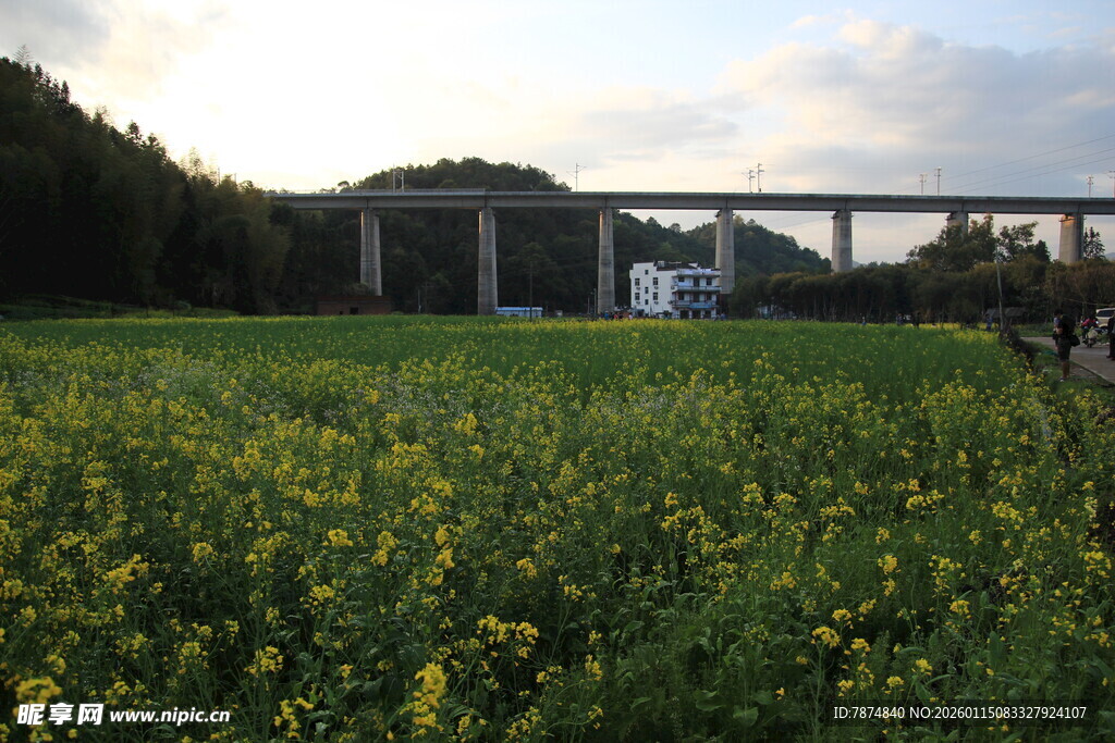 田野风光中的桥梁远景