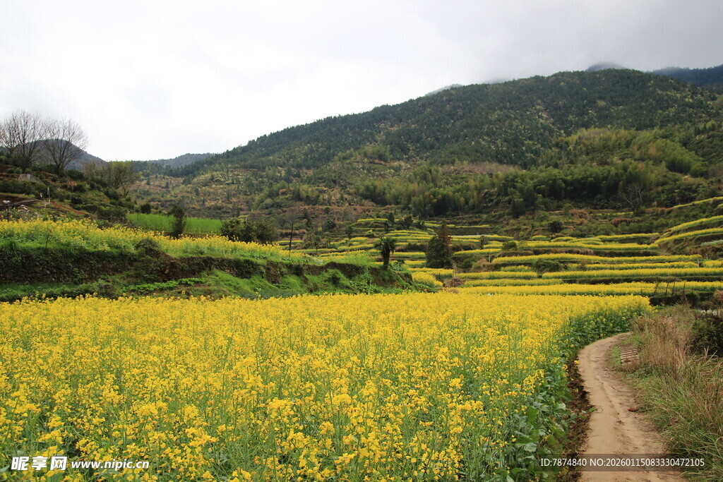 春日油菜花海田园风光