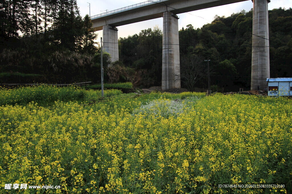 油菜花海与高架桥景观
