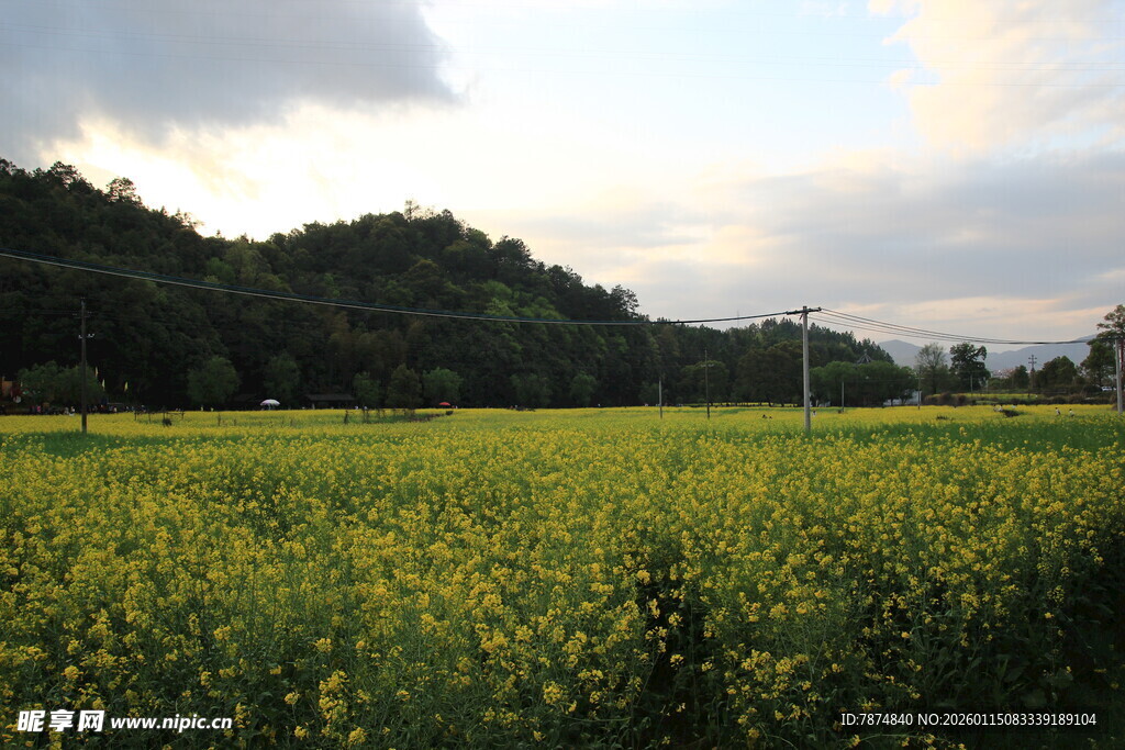 金黄油菜田与远山美景
