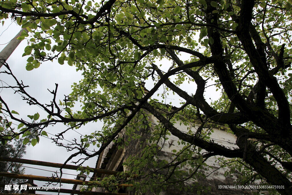 透过枝叶看房屋