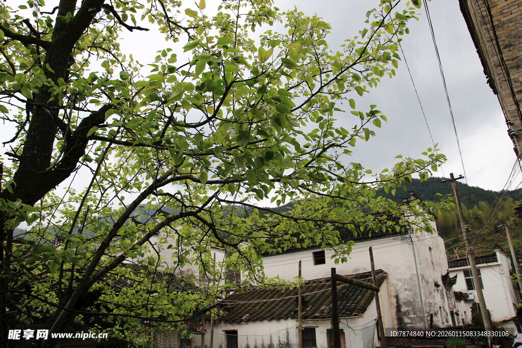 古村绿树相依的宁静景致