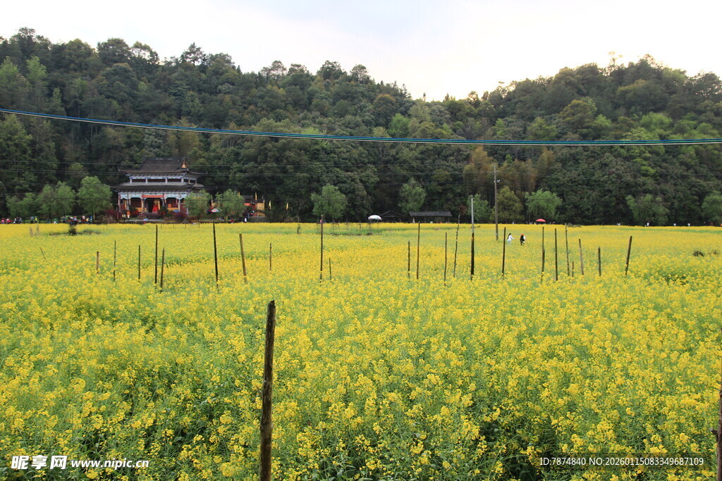 金黄田野中的乡村景致