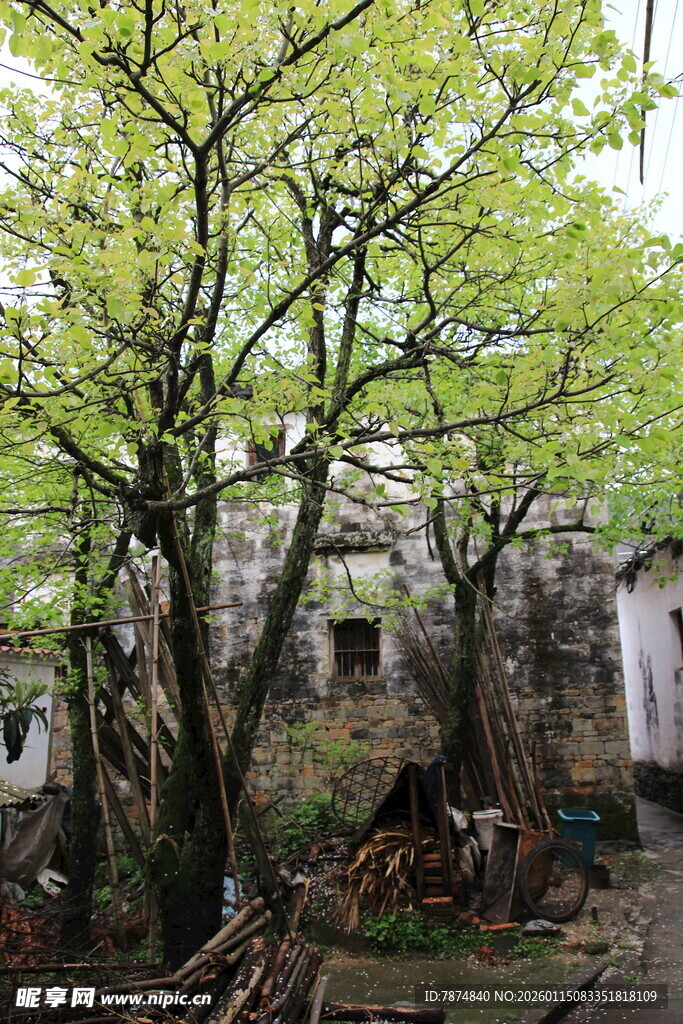 古树下的老旧房屋