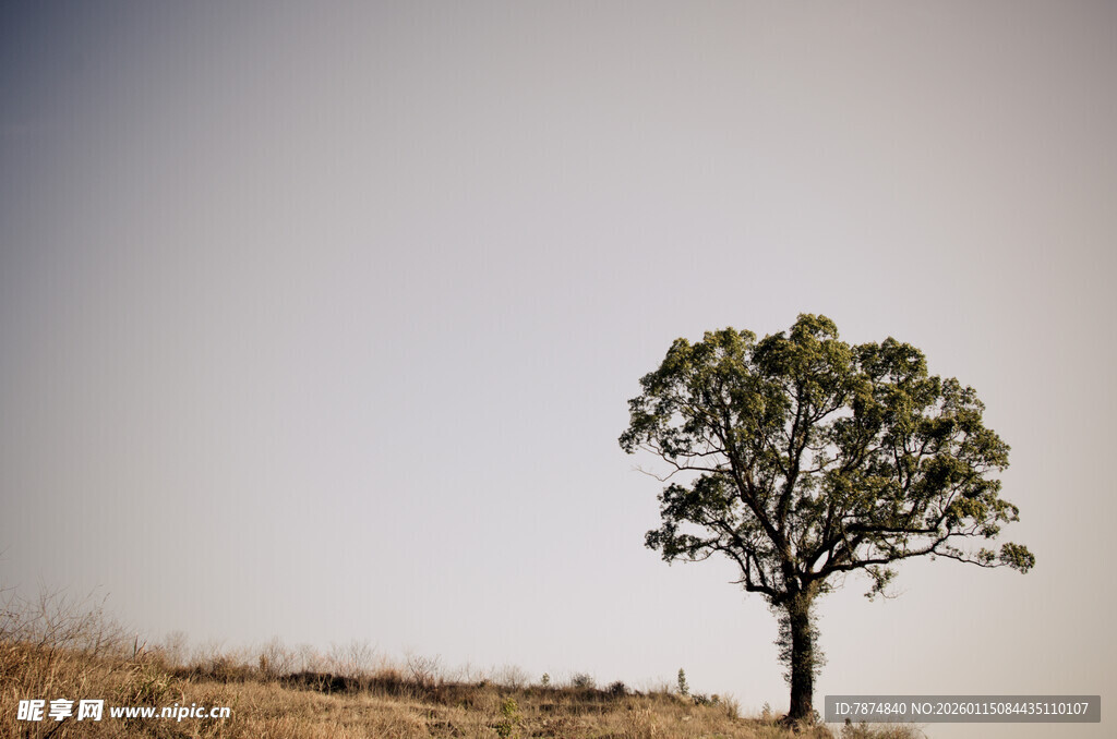 孤树挺立旷野