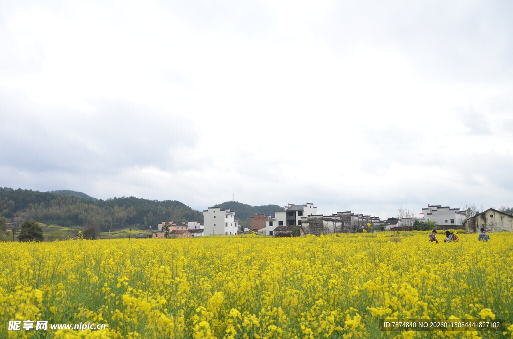 金黄油菜田 田园好风光